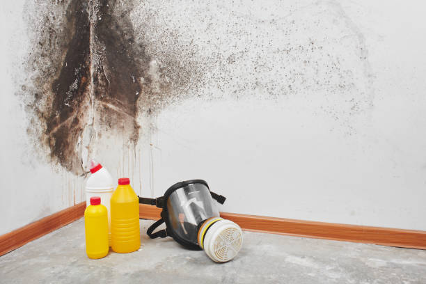 Best Affordable Mold Removal  in Mars Hill, NC