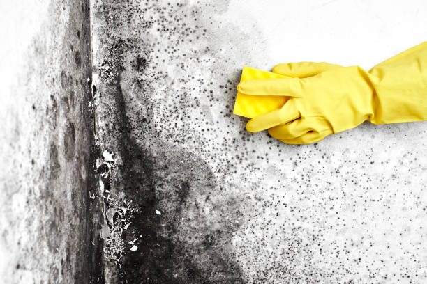 Best Local Mold Removal Service  in Mars Hill, NC