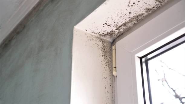 Best Mold Testing  in Mars Hill, NC