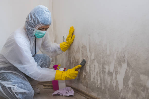 Best Mold Remediation  in Mars Hill, NC