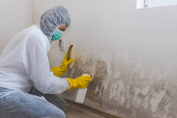 Mars Hill, NC Mold Removal Company