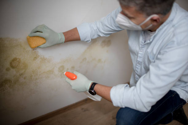 Best Commercial Mold Removal  in Mars Hill, NC