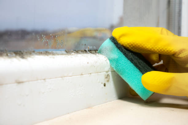 Best Mold Remediation Experts  in Mars Hill, NC