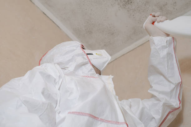 Best Mold Damage Repair  in Mars Hill, NC