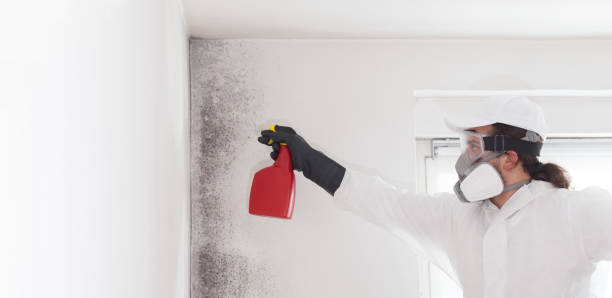 Best Black Mold Removal  in Mars Hill, NC