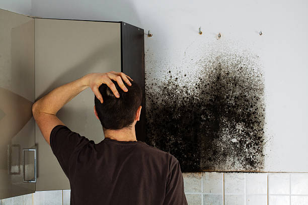 Home Mold Removal in Mars Hill, NC