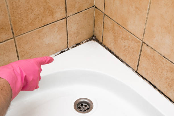 Best Certified Mold Removal  in Mars Hill, NC